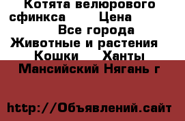 Котята велюрового сфинкса. .. › Цена ­ 15 000 - Все города Животные и растения » Кошки   . Ханты-Мансийский,Нягань г.
